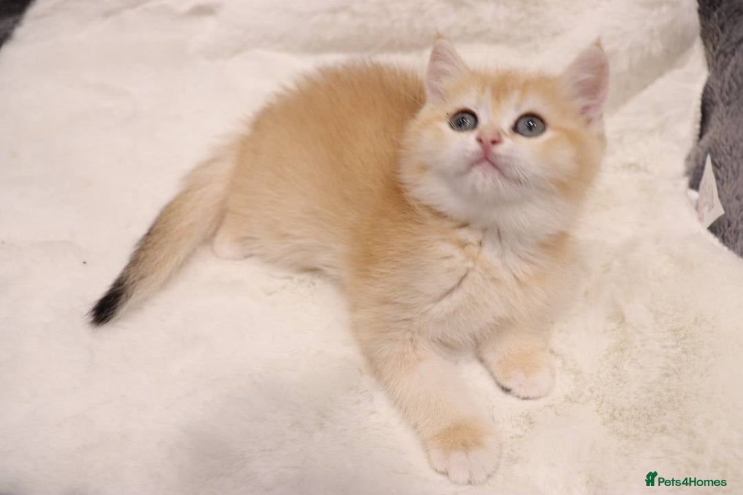 British Shorthair cats for sale: Champion Bloodlines BSH kittens  - Image 16