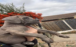 Cane Corso dogs for sale: Cane corso puppies 9 weeks old - Image 19