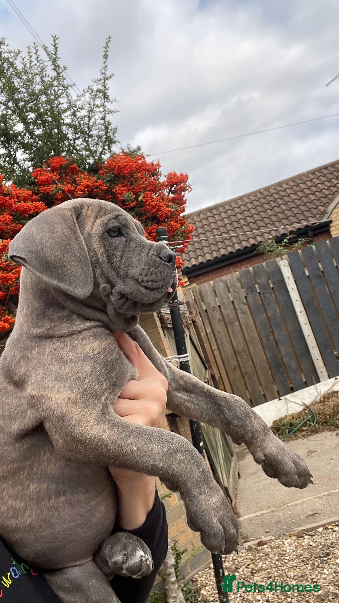Cane Corso dogs for sale: Cane corso puppies 9 weeks old - Image 19