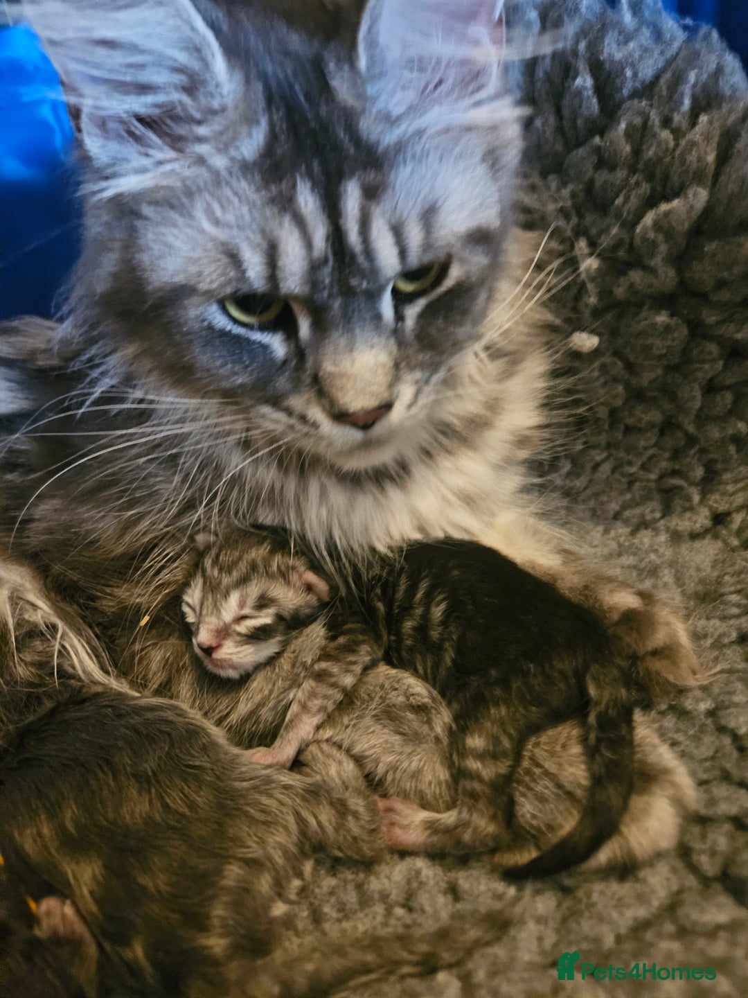 Maine Coon cats for sale: Beautiful girl ready now  - Image 5