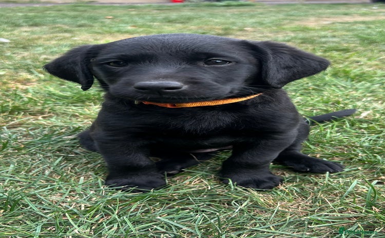 Labrador Retriever dogs - Advert 15