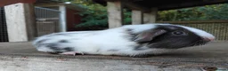 Guinea Pig rodents for sale: Swiss, Dalmation, Chocolate & Tort/White baby Sows - Advert 7