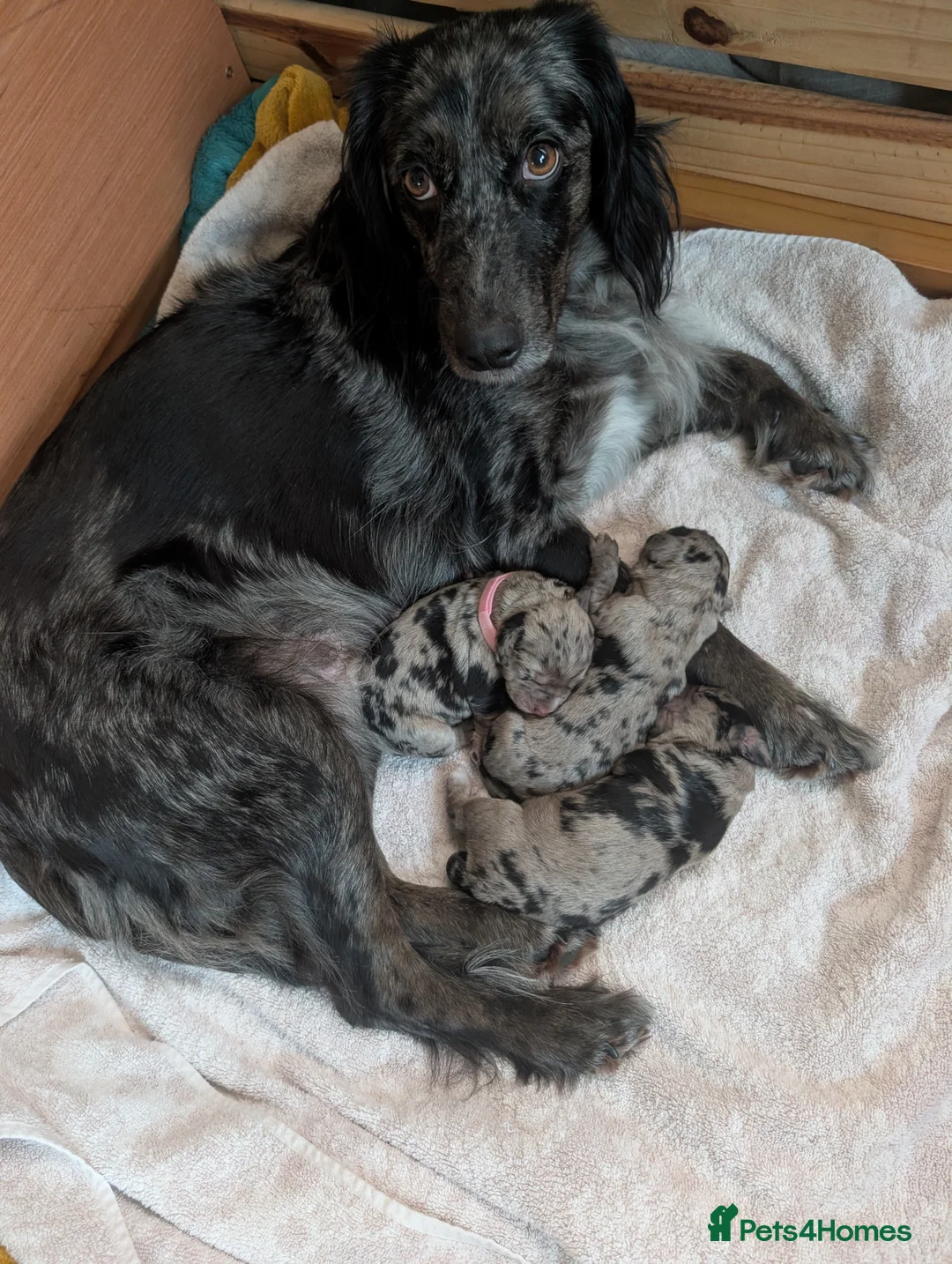 Cocker Spaniel dogs for sale: Beautiful merle cocker x collie puppies - Advert 1