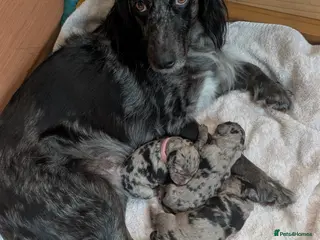 Cocker Spaniel dogs Beautiful merle cocker x collie puppies - Advert 3