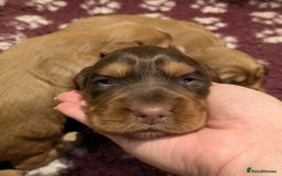 Cocker Spaniel dogs for sale: CUDDLY LITTER OF COCKER SPANIELS,TESTED PARENTS - Image 10