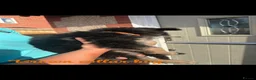 German Shepherd dogs for sale: German Shepherd Puppy’s in Barnsley - Advert 7