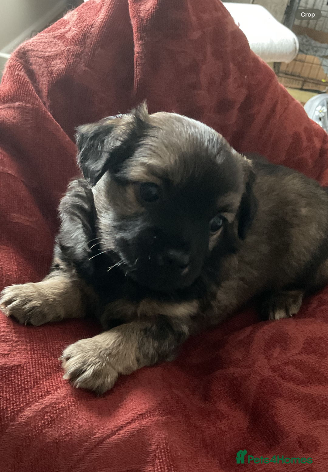 Chihuahua dogs for sale: Chihuahua Puppies  - Image 1