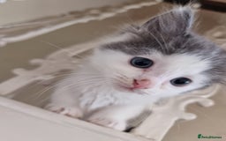 Ragdoll cats for sale: 6 Ragdoll x kittens, available now - Image 8