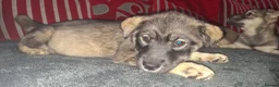Mixed Breed dogs for sale: Siberian husky + Rus A Pei - Advert 7