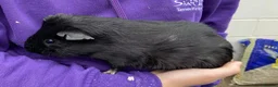 Guinea Pig rodents for sale: Male guinea pigs for sale in Crook - Advert 2