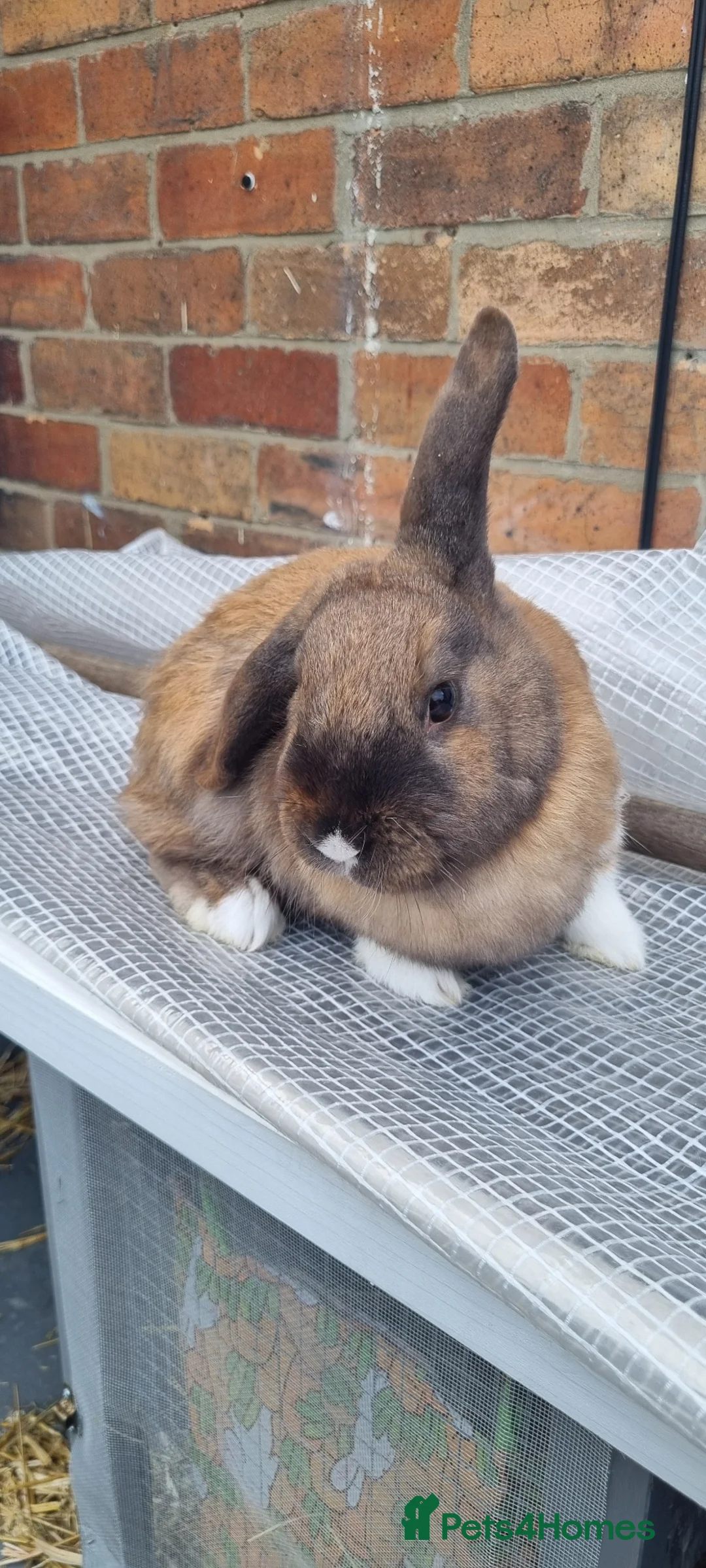 Mini Lop rabbits for sale: Mini lop in Houghton le Spring - Advert 2