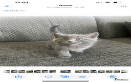British Shorthair cats for sale: Healthy playful adorable kittens. - Image 12