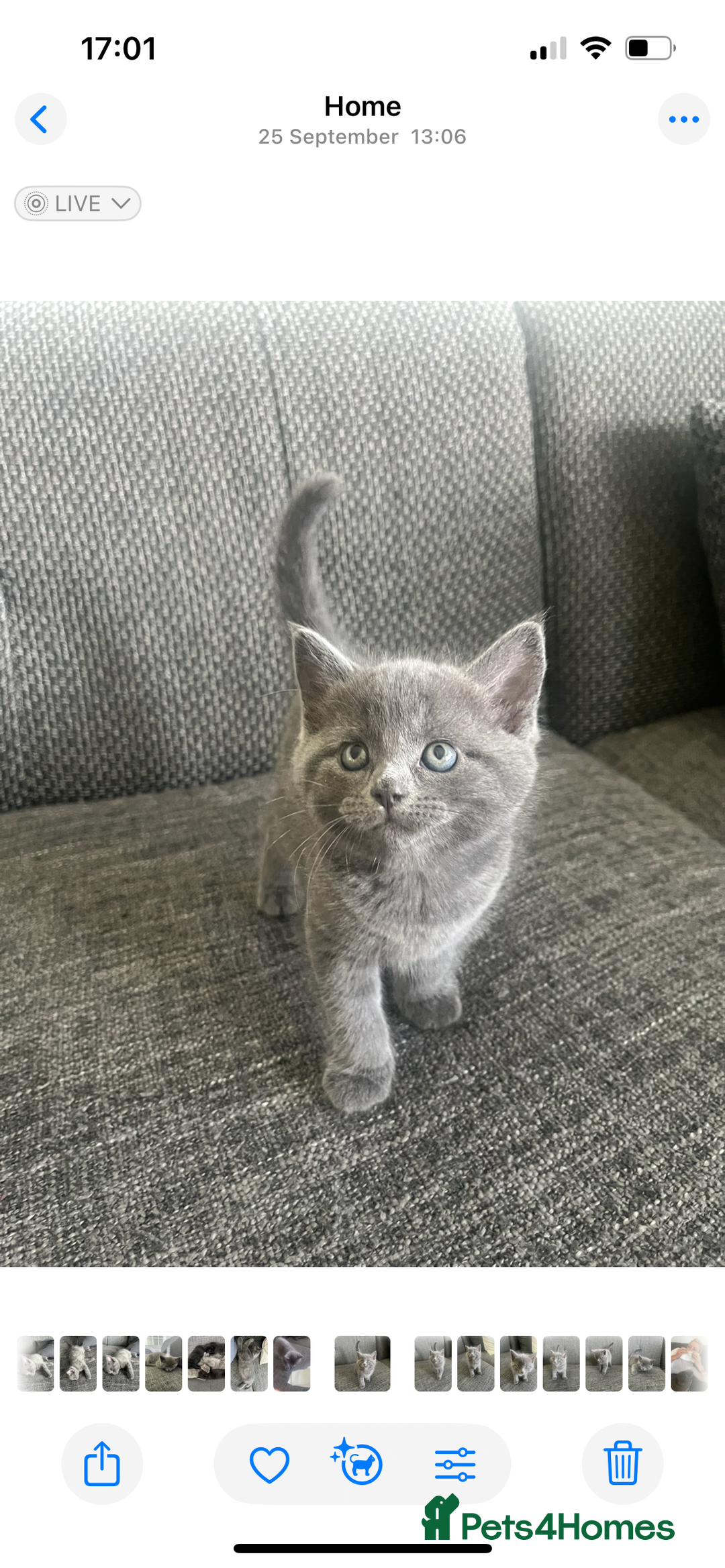 British Shorthair cats for sale: Healthy playful adorable kittens. - Image 12