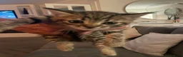 Mixed Breed cats for sale: Mixed bengal kittens - Advert 5