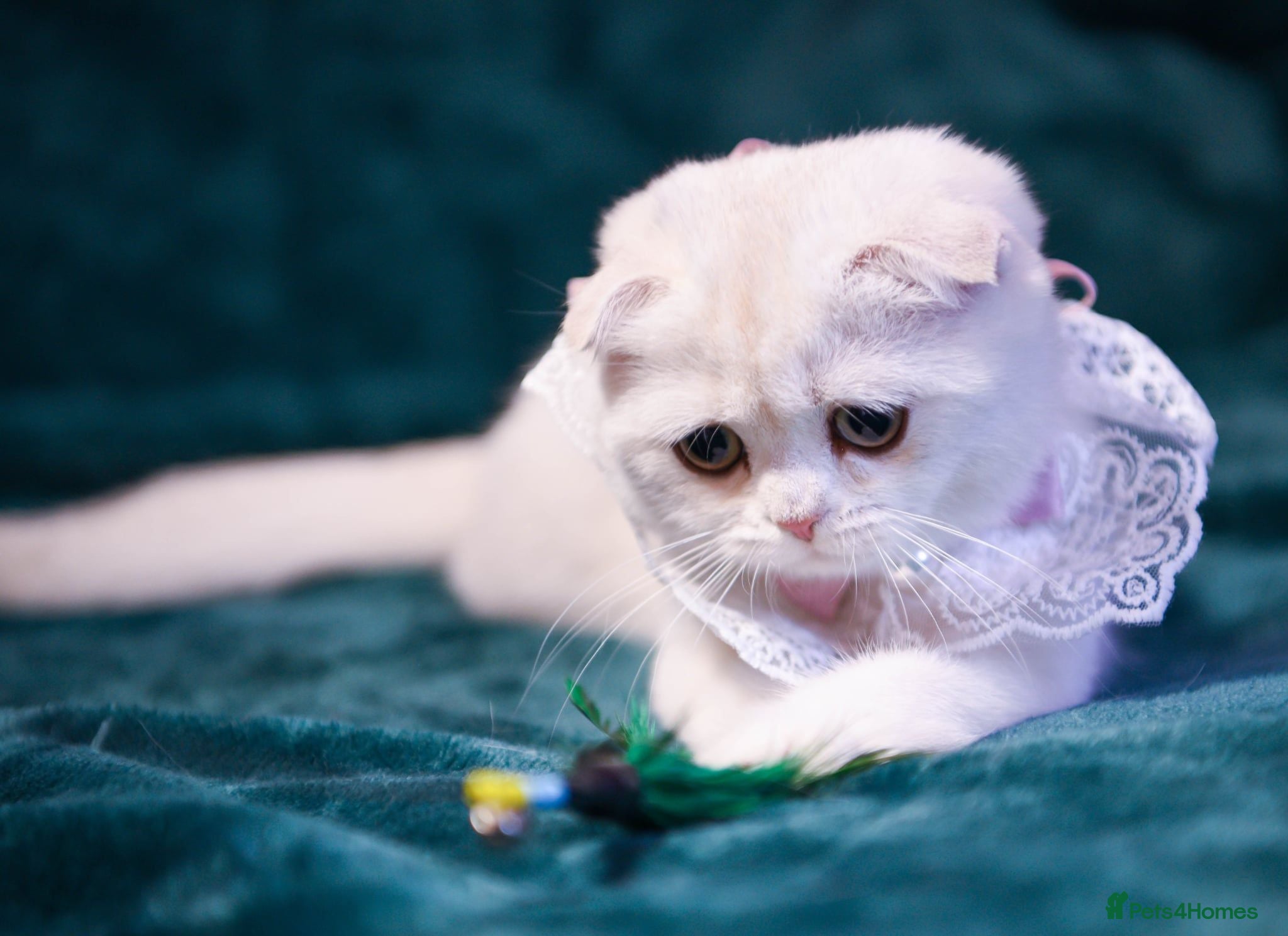 Scottish Fold cats Golden and silver Scottish fold / straight girls  - Advert 2
