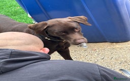 Mixed Breed dogs for sale: Flake 2 year old lab cross - Image 4