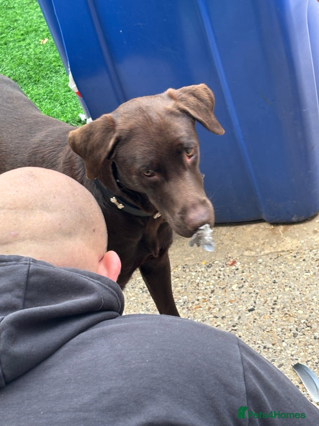 Mixed Breed dogs for sale: Flake 2 year old lab cross - Image 4