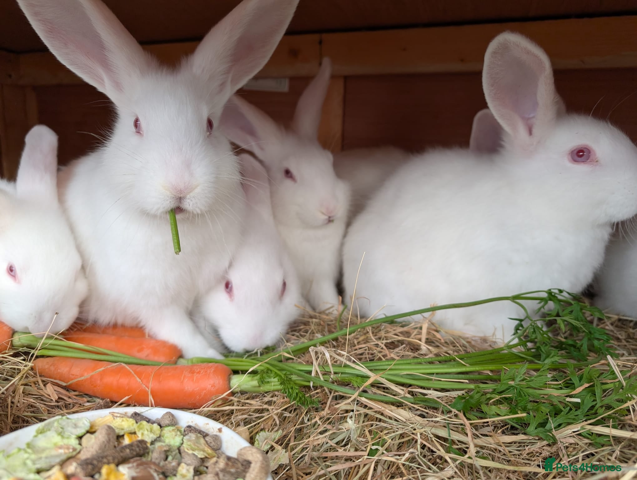 New Zealand rabbits New Zealand White kits pure - Advert 4