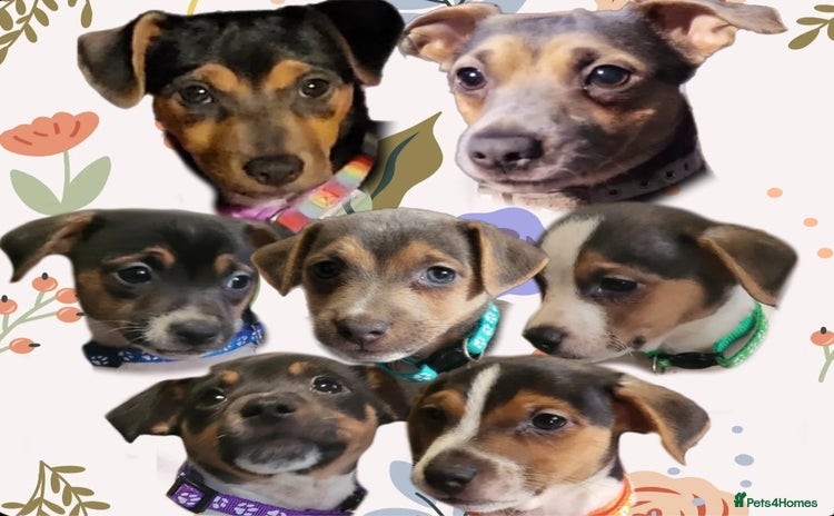 Jack Russell dogs - Advert 3