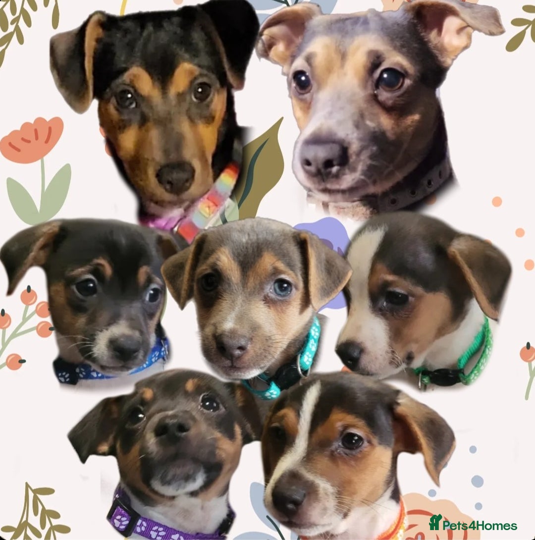 Jack Russell dogs for sale: miniature Jack Russell Puppies - Image 1
