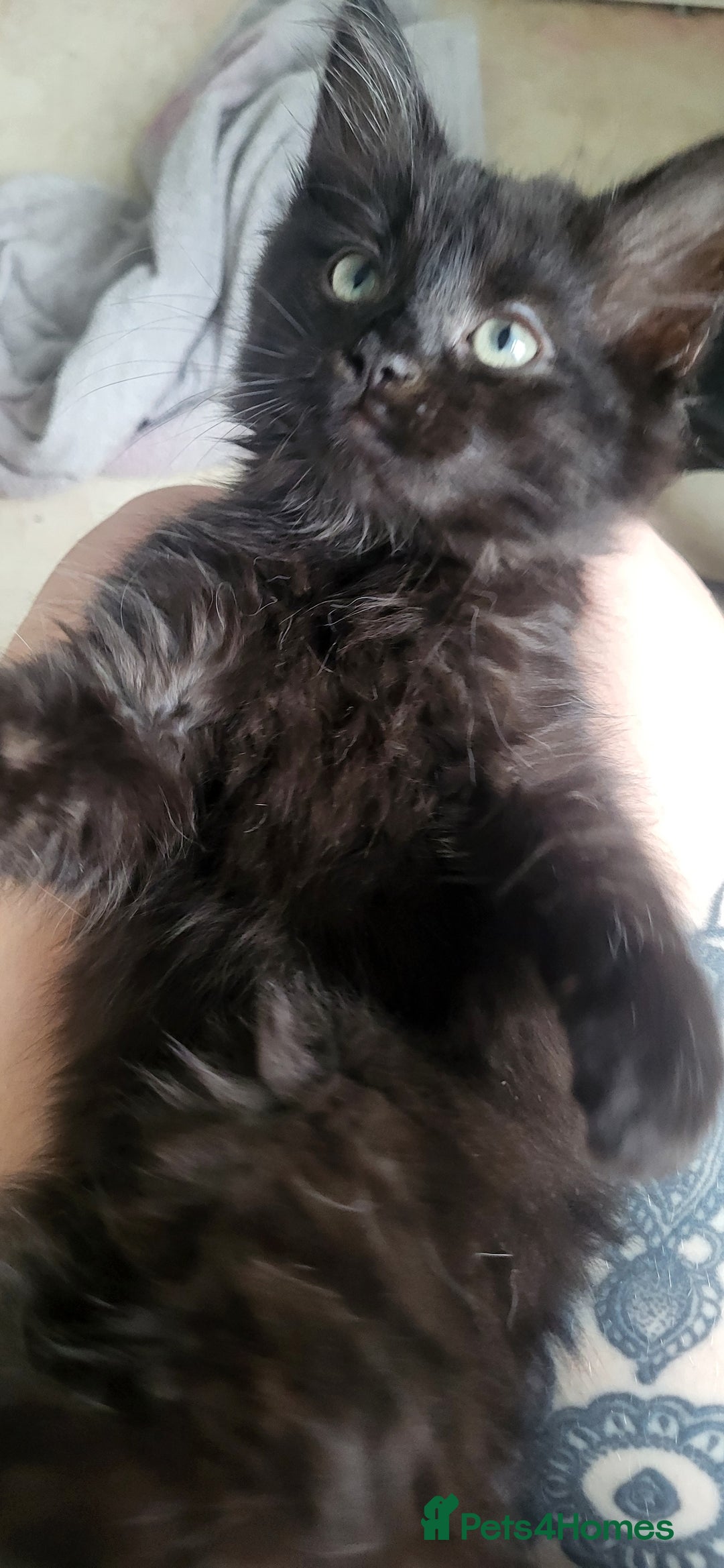 British Longhair cats for sale: Home Wanted for Sibling Cats, Indie & Ingrid - Advert 7