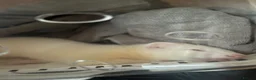 Ferret rodents for sale: baby albino ferret - Advert 5