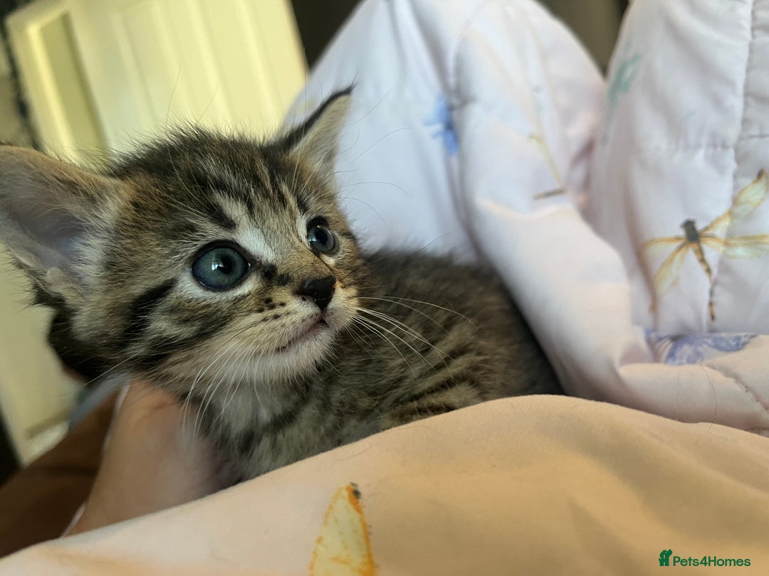 Mixed Breed cats for sale: Adorable kittens - Image 2