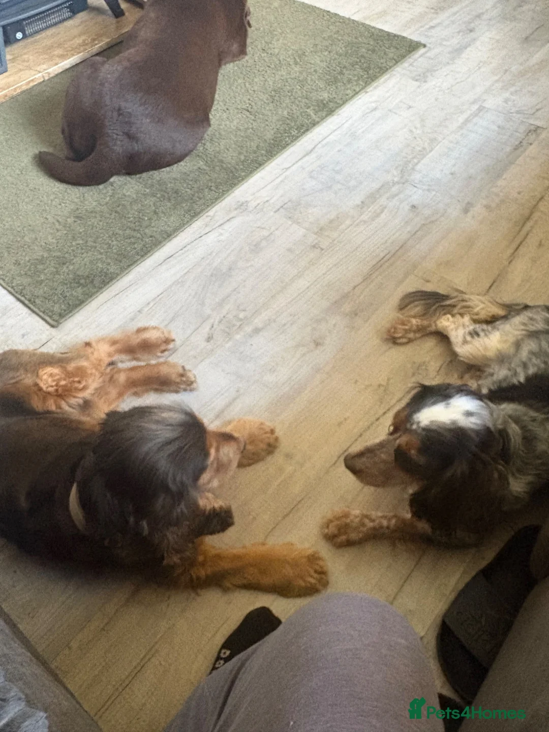 Cocker Spaniel dogs for stud: Lenny - Advert 11