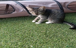 Mixed Breed cats for adoption: Stripes for adoption - Image 2