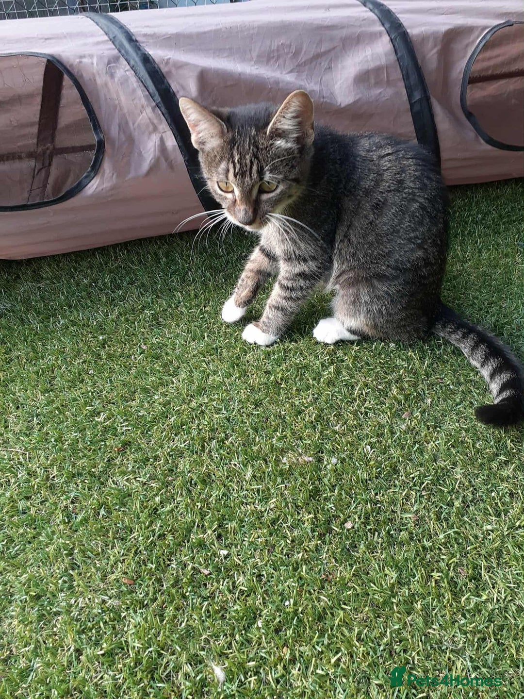 Mixed Breed cats for adoption: Stripes for adoption - Image 2