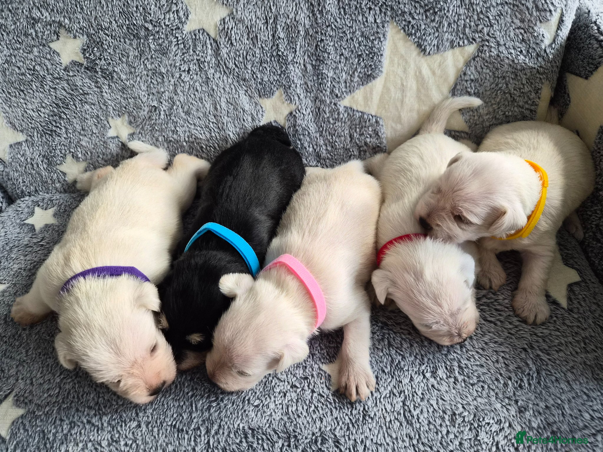 Miniature Schnauzer dogs for sale: 🐾 COCO'S BEAUTIFUL THIRD & FINAL LITTER 🐾 - Advert 4