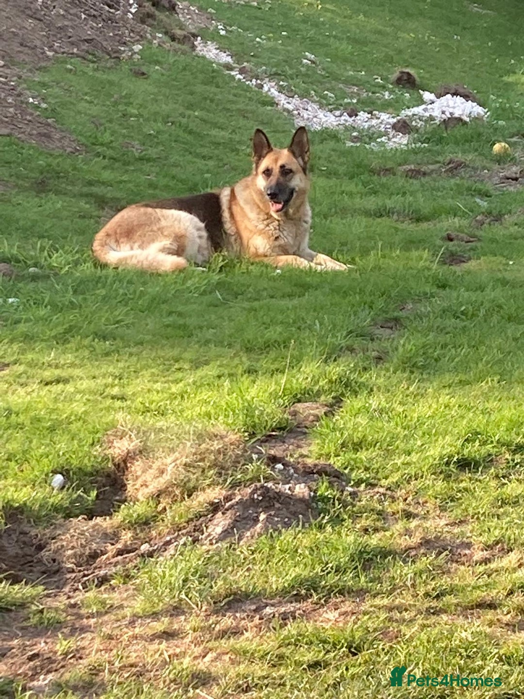 German Shepherd dogs for sale: 💖 Loyal Female German Shepherd For sale  - Image 3