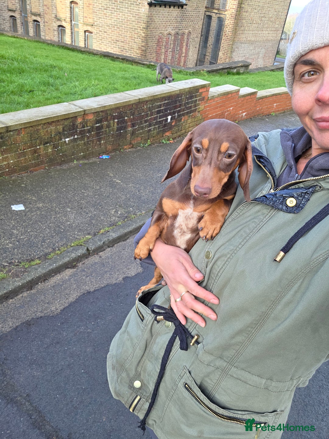 Miniature Dachshund dogs for stud: Choc & Tan carrying blue & piedball Mini Stud - Advert 11