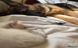 German Shepherd dogs for sale: GSD 7 Months Old - Image 8
