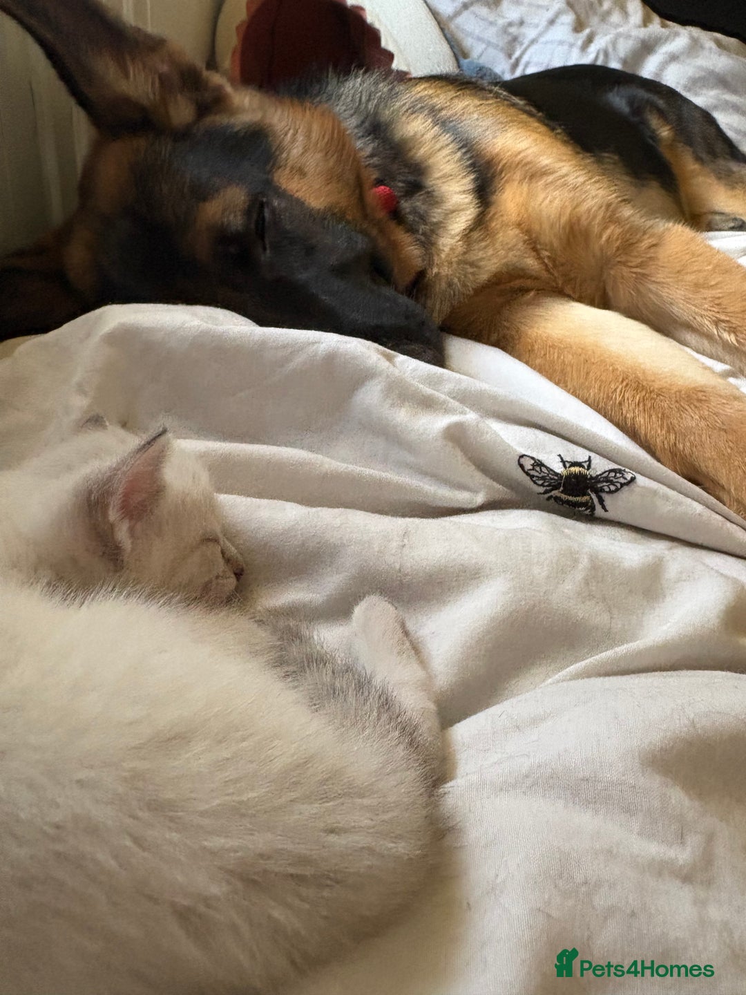 German Shepherd dogs for sale: GSD 7 Months Old - Image 8