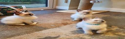 Ragdoll cats for sale: 💕Beautiful GCCF Registered Ragdoll Kittens. - Advert 31