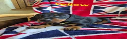 Miniature Dachshund dogs for sale: 🐾 Beautiful Miniature Dachshund Puppies 🐾 - Advert 2