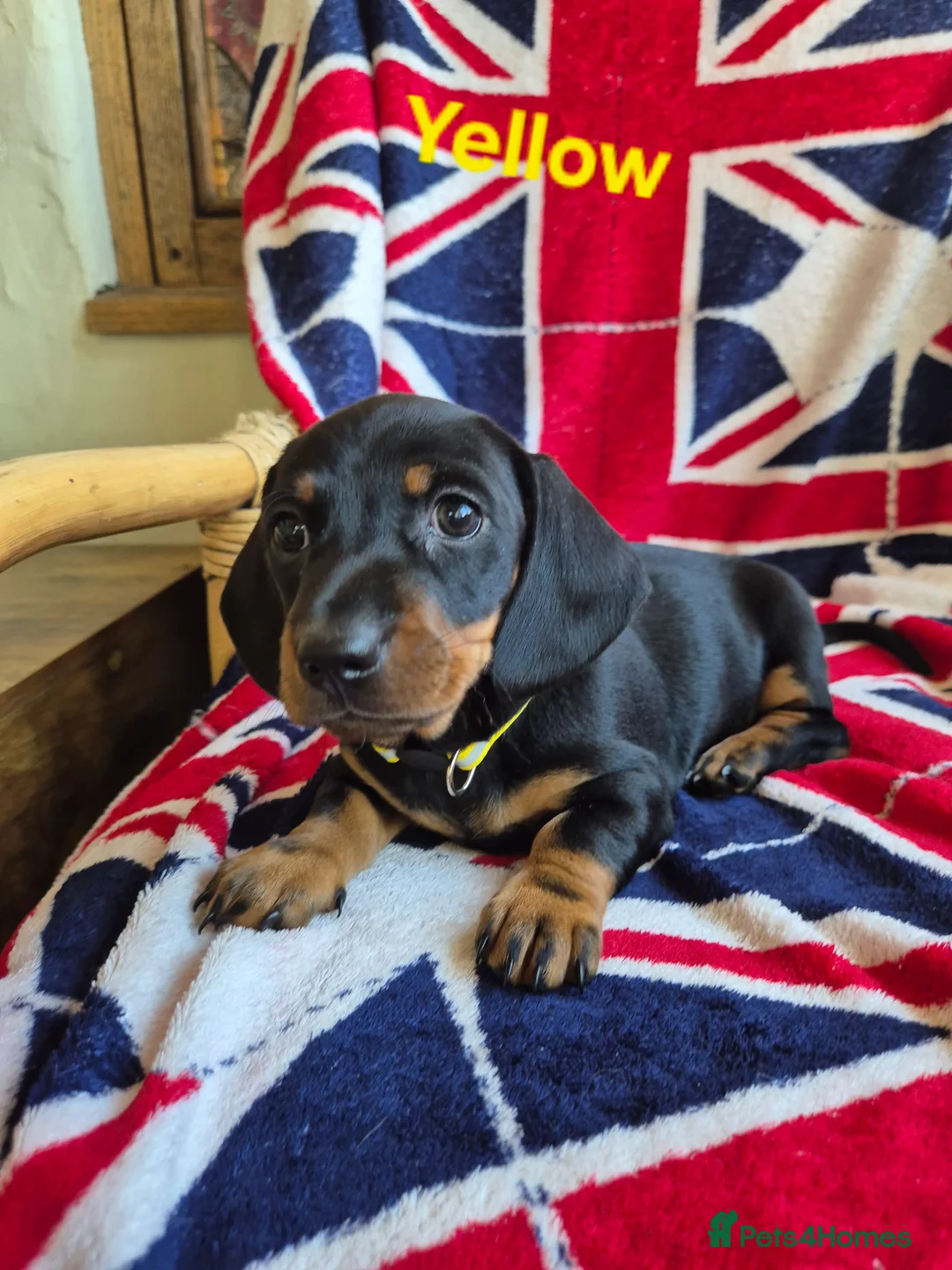 Miniature Dachshund dogs for sale: 🐾 Beautiful Miniature Dachshund Puppies 🐾 - Advert 2
