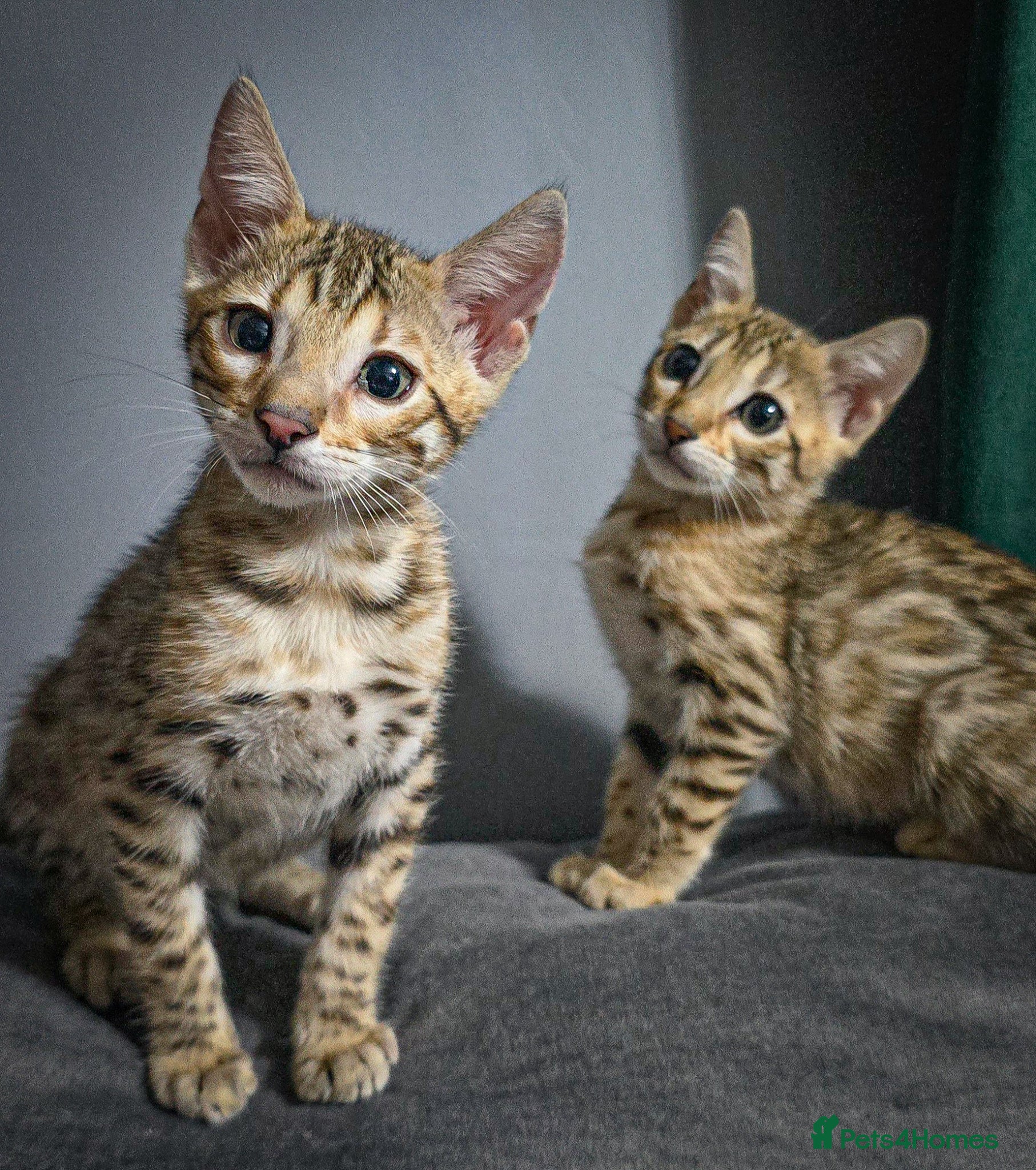 Bengal cats Ready from middle May🔥 TICA boy and girl left - Advert 1