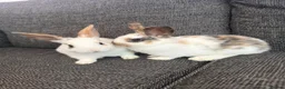 Mixed Breed rabbits for sale: Two Girl Bunnies for sale 💕 in St Albans - Advert 5