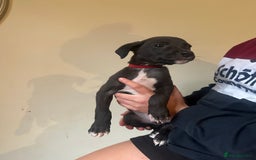 Lurcher dogs for sale: Lurcher pups  - Image 10