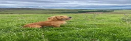 Cocker Spaniel dogs for stud: Kai - Desert Seeker Nithvalley for public Stud - Advert 7