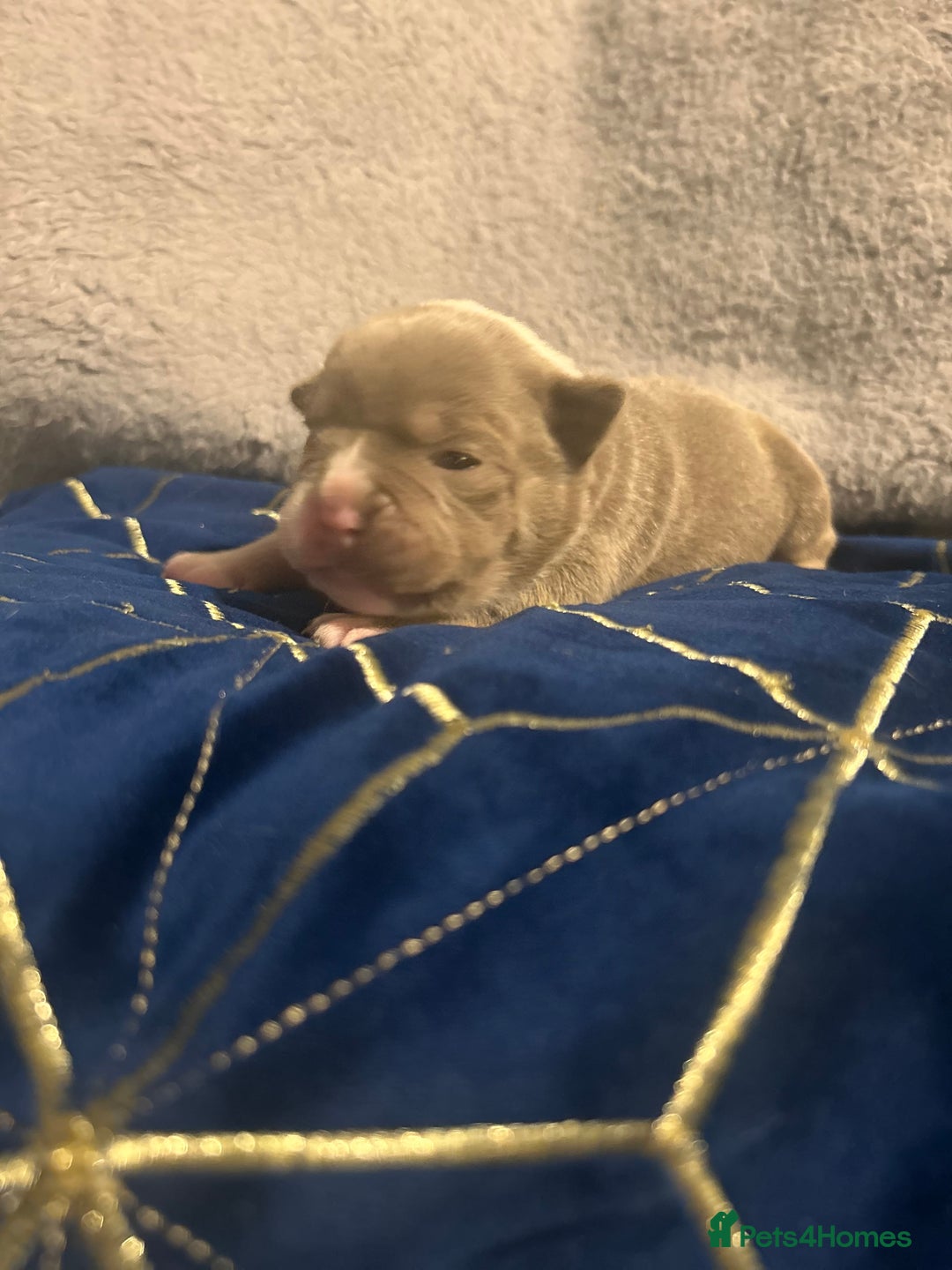 Olde English Bulldogge dogs for sale: Olde English bulldogges - Advert 5