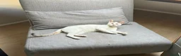 Mixed Breed cats for adoption: Gorgeous Blind cat Lucy is looking for loving home in Sheffield - Advert 1