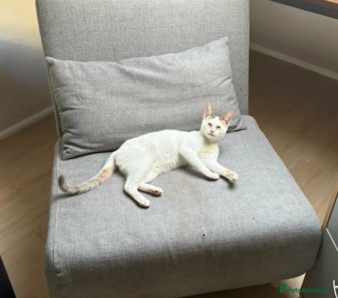 Mixed Breed cats for adoption: Gorgeous Blind cat Lucy is looking for loving home in Sheffield - Advert 1