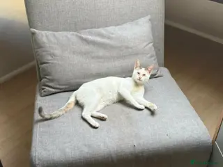 Mixed Breed cats for adoption: Gorgeous Blind cat Lucy is looking for loving home - Advert 2
