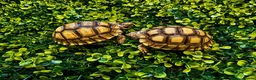Tortoise reptiles for sale: Baby Sulcata Tortoises - Advert 1