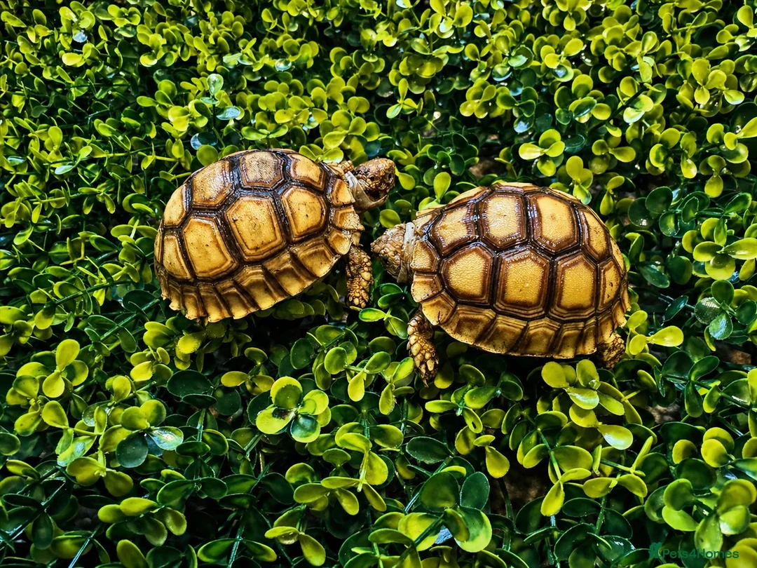 Tortoise reptiles for sale: Baby Sulcata Tortoises - Advert 1
