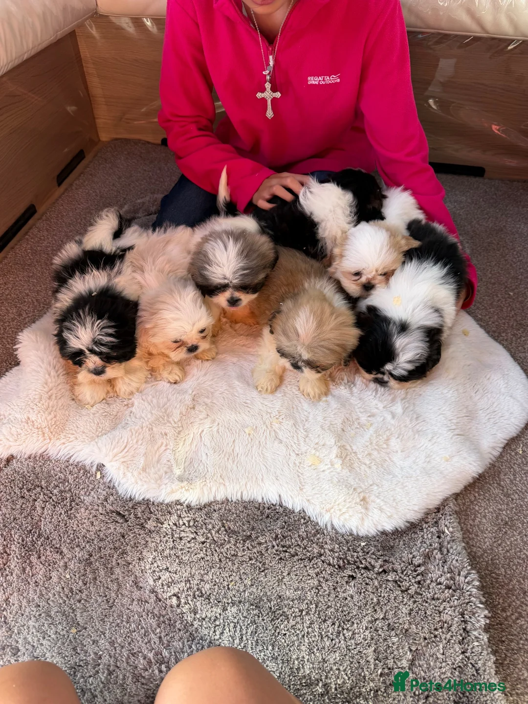 Shih Tzu dogs for sale: Shih Tzu pups - Advert 1