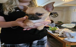 Chihuahua dogs for sale: Super tiny chihuahua girls for sale - Image 12